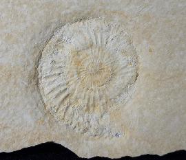 Solnhofen - Ammoniten - Subplanites rueppelianum QUENSTEDT 1888